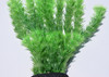16" Green Hornwort