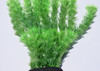 12" Green Hornwort