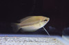 Honey Gourami