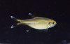 5 SilverTip Tetra