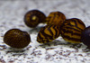 5 Batik Nerite Snails