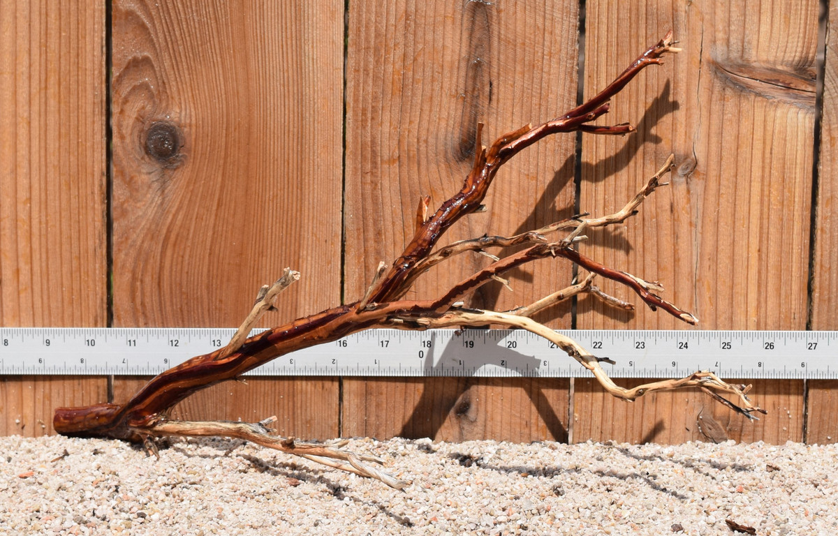 Manzanita #0107 17"x9"x10"