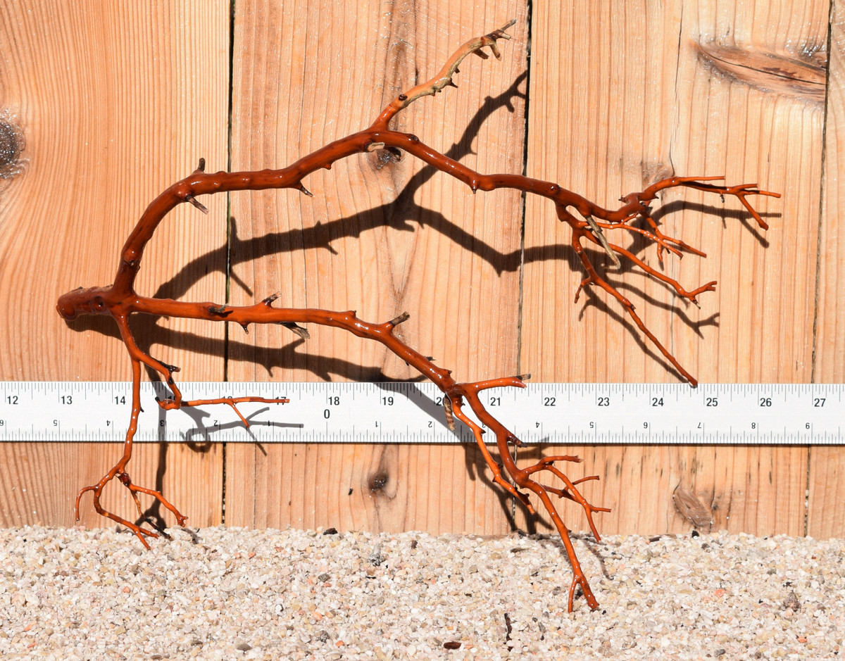 Red Manzanita #0671 14"x6"x10"