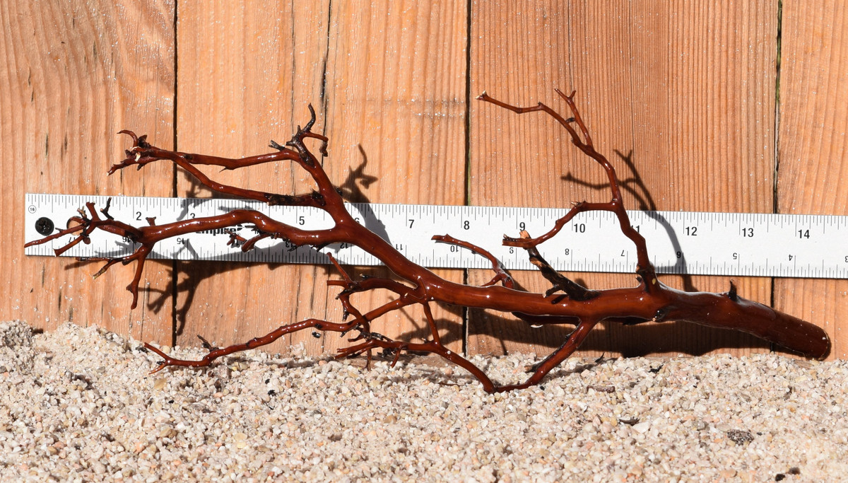 Red Manzanita #0812 15"x5"x6"