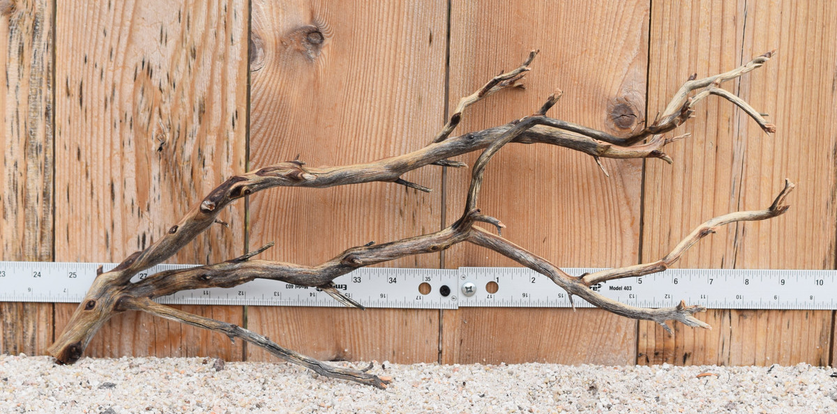 Manzanita #0834 21"x7"x9"