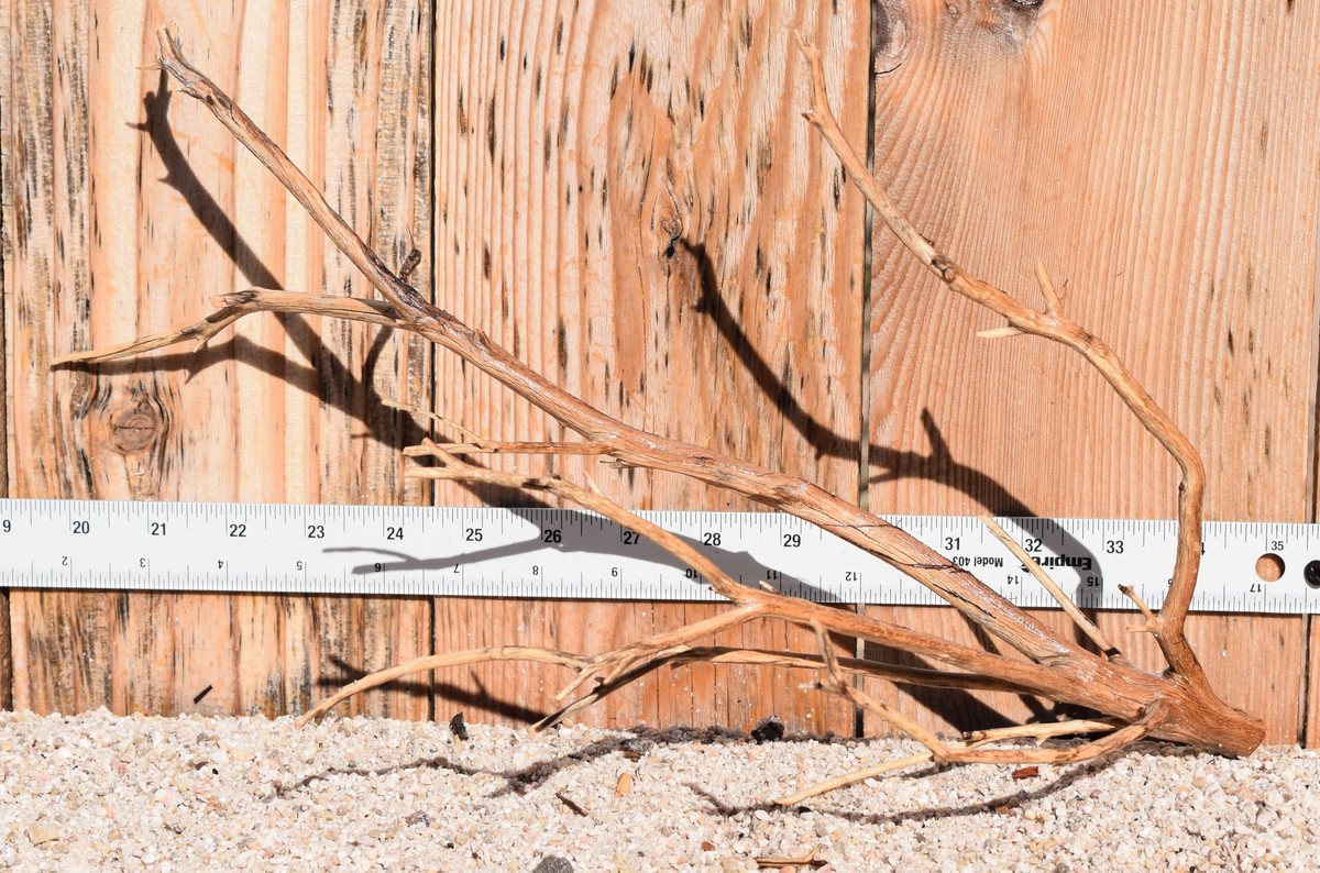 Manzanita #1211 15"x9"x9"