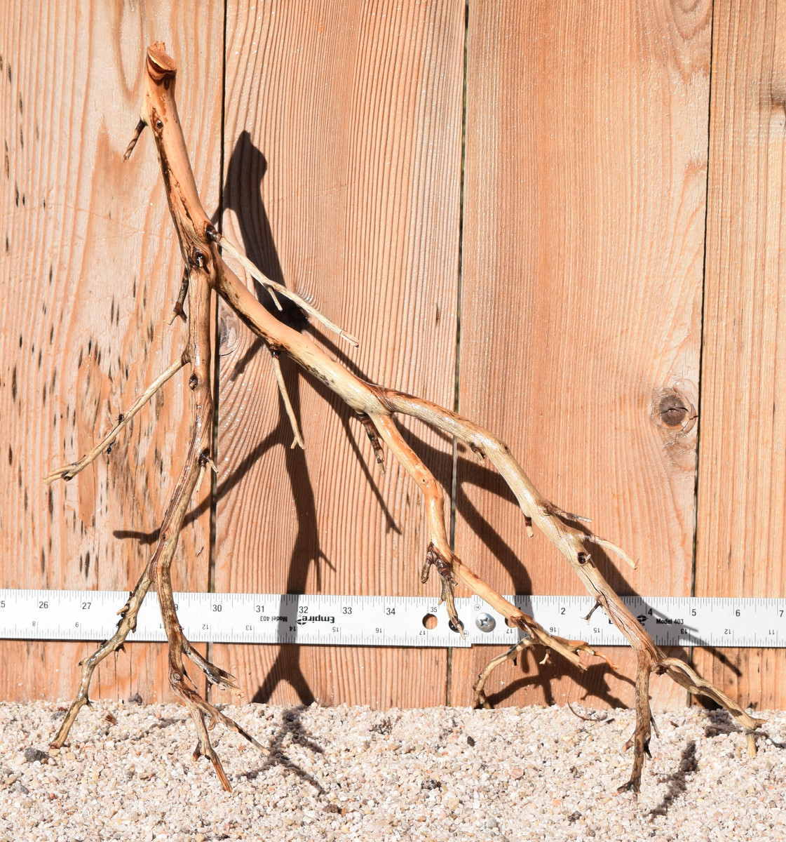 Manzanita #1347 16"x11"x15"