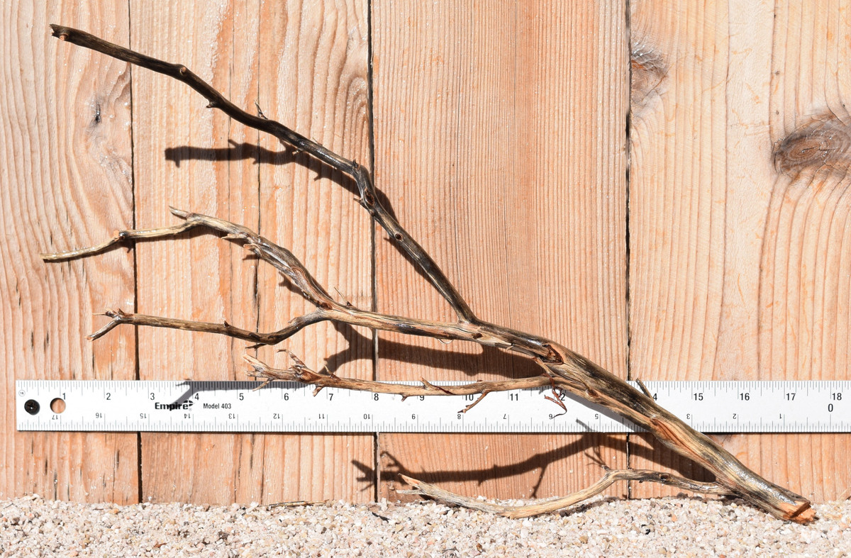 Manzanita #1381 16"x6"x11"