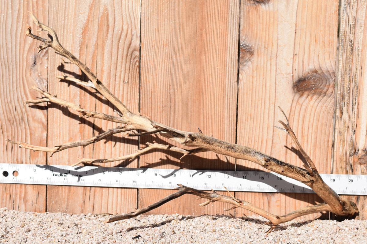 Manzanita #1384 19"x6"x12"