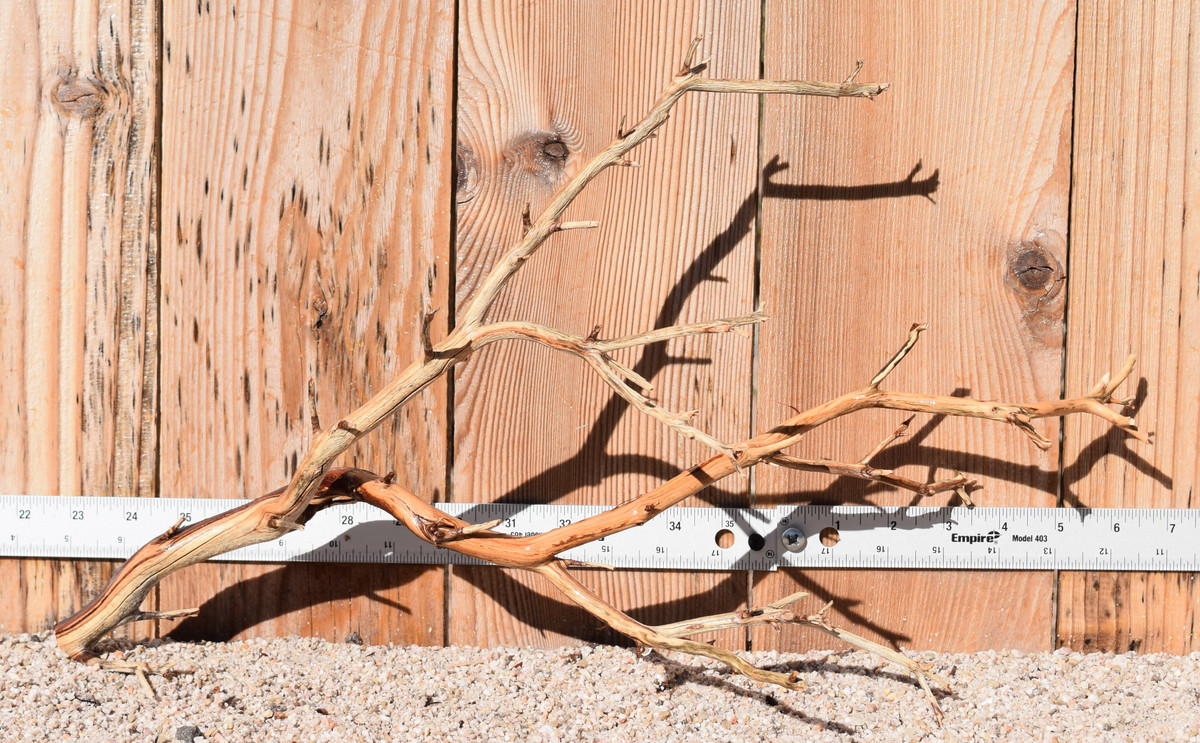 Manzanita #1391 20"x8"x11"