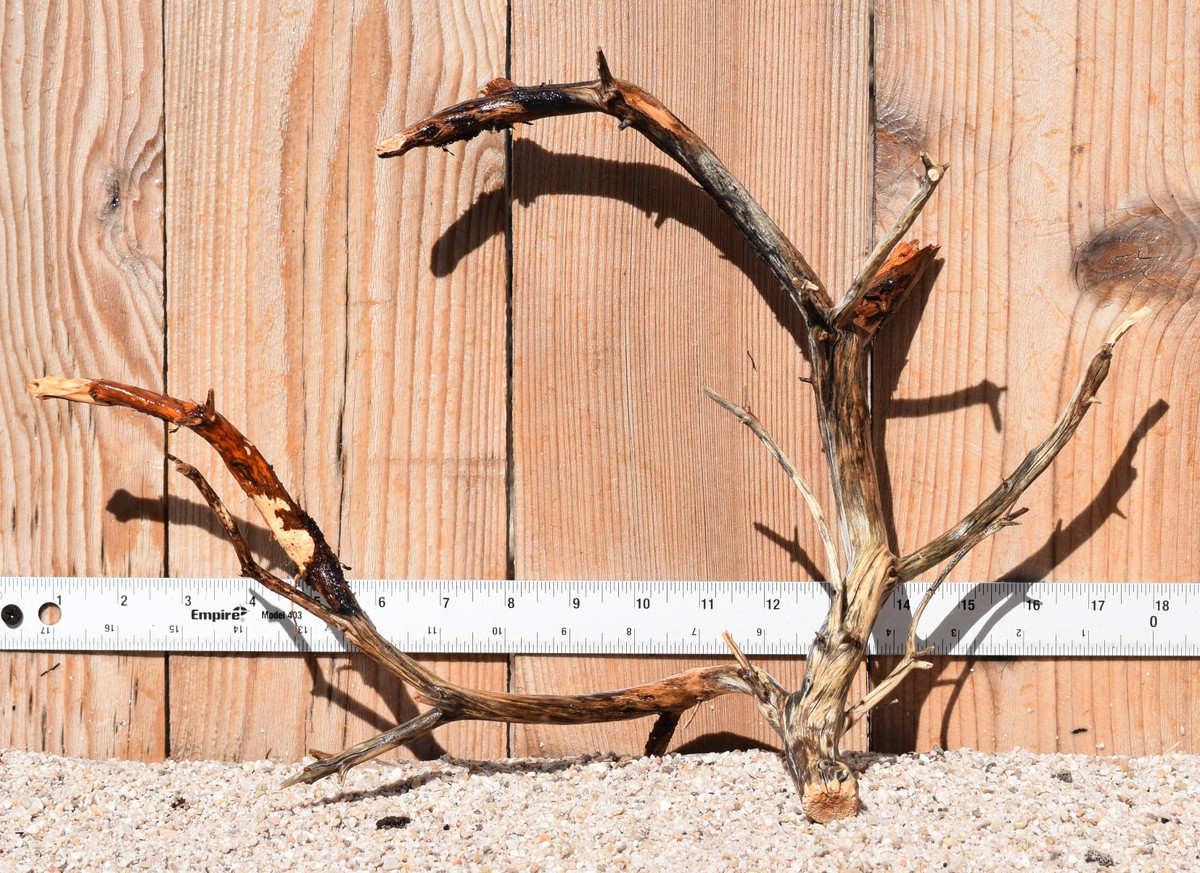 Manzanita #1527 17"x6"x11"