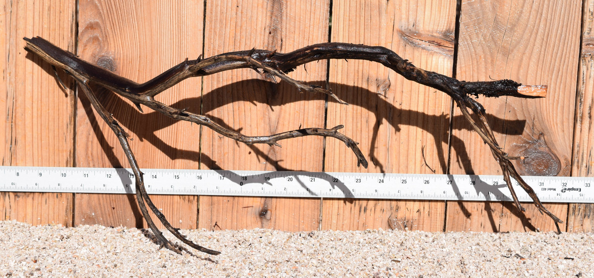 Uncleaned Manzanita 1470 23"x8"x9"