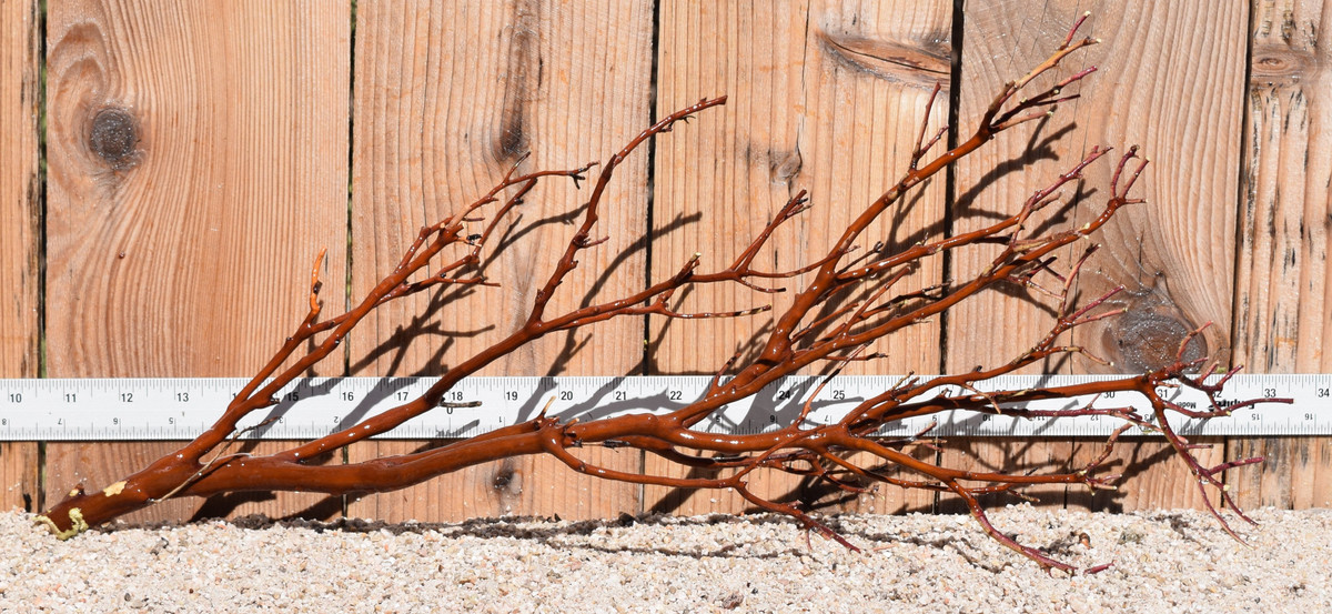 Red Manzanita #1682 22"x7"x9"