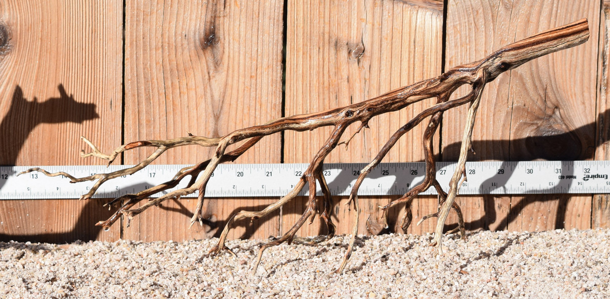 Manzanita #1718 19"x8"x8"