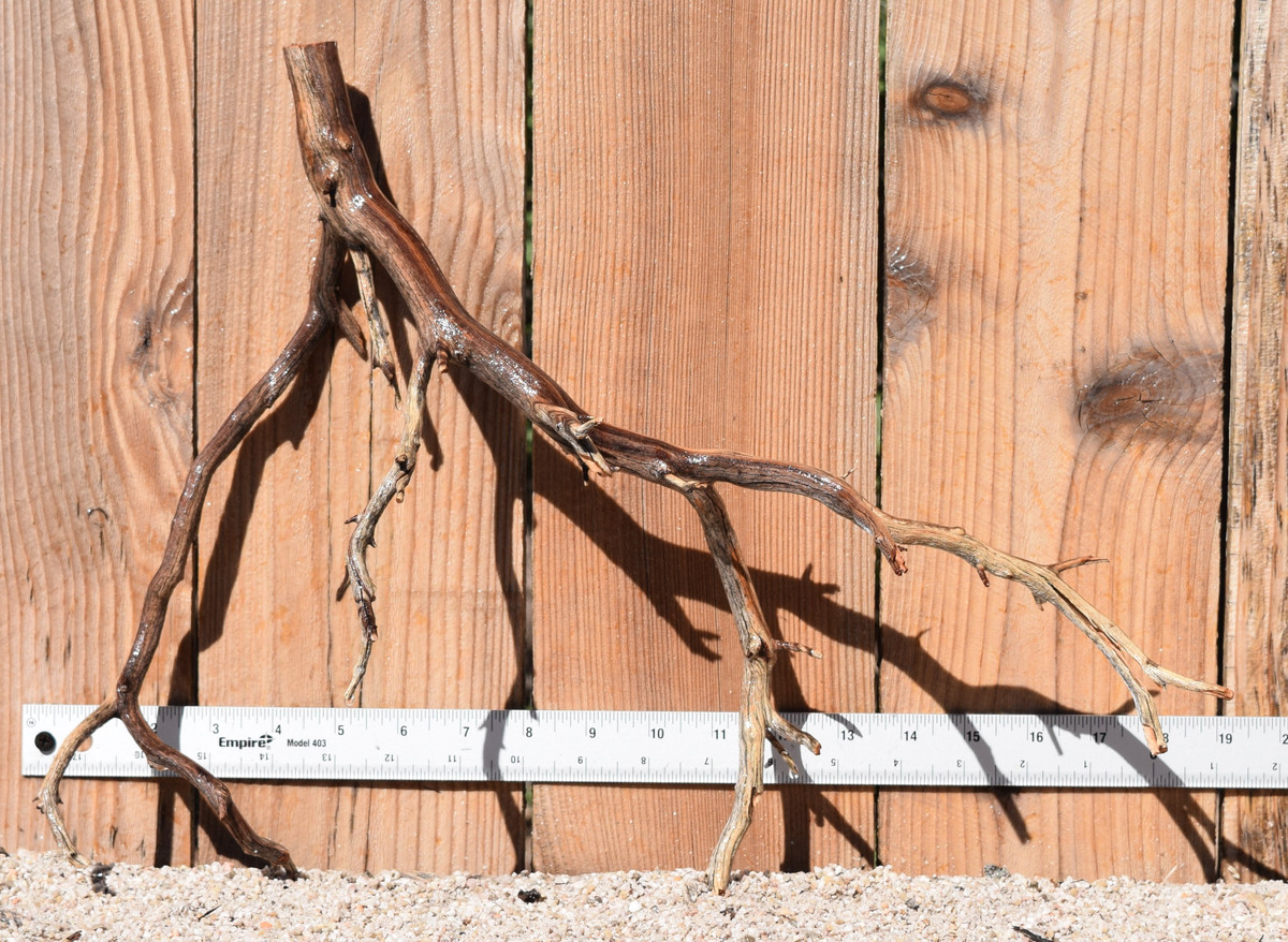 Manzanita #1763 18"x7"x14"