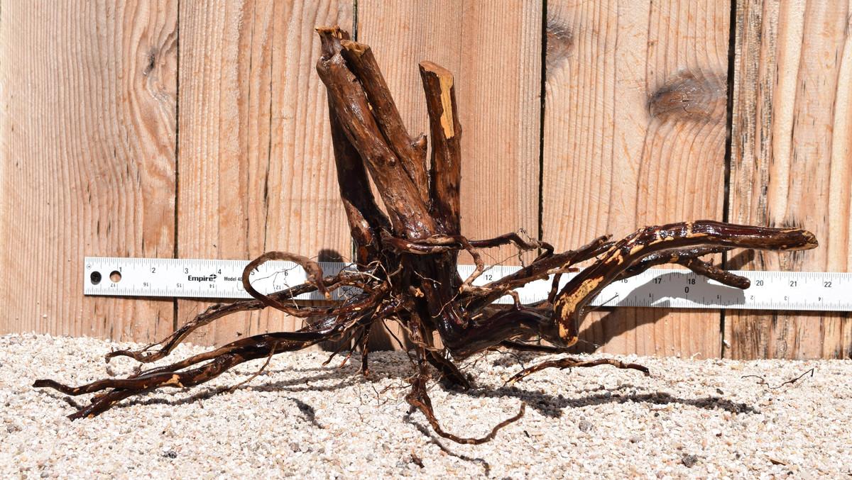 Kakado Wood 1842  21"x11"x10"