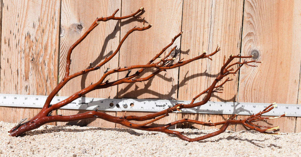 Red Manzanita #1929 24"x7"x11"