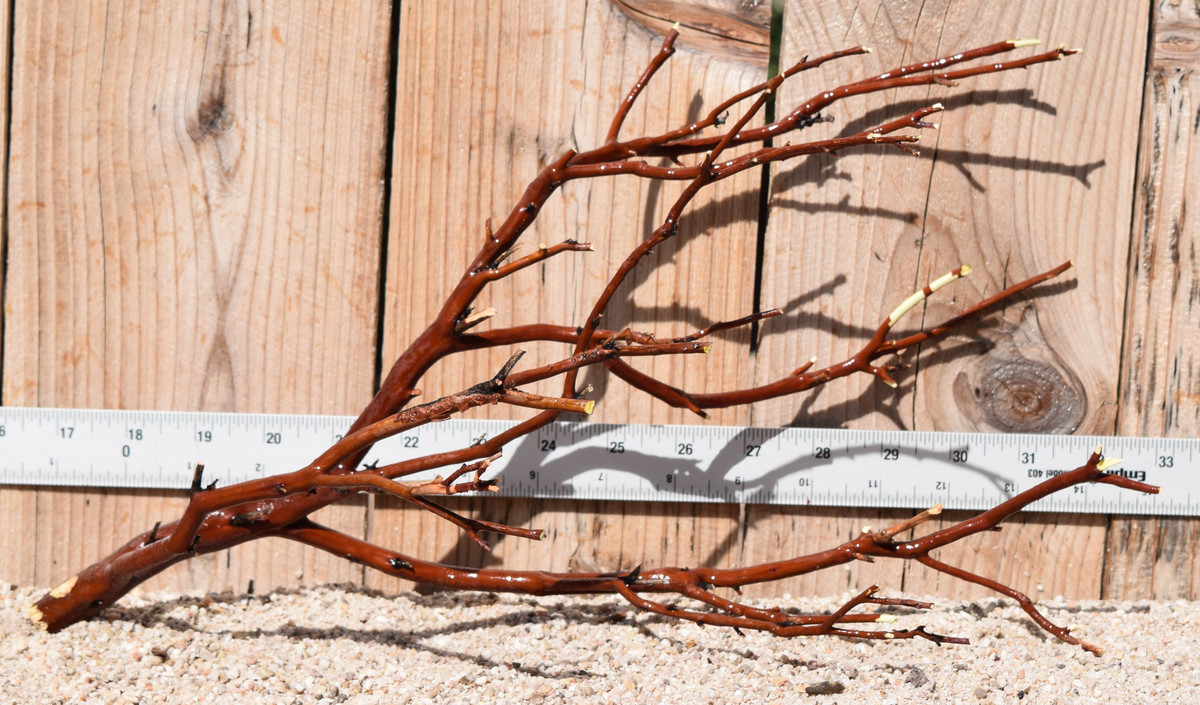 Red Manzanita #1930 15"x9"x9"