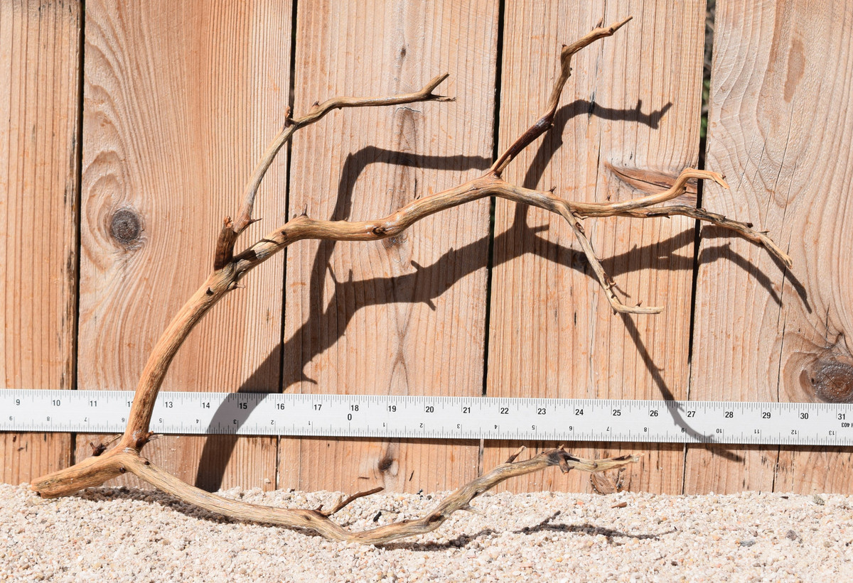 Manzanita #1941 20"x8"x13"