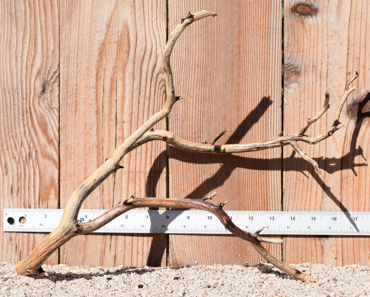 Manzanita #1951 17"x6"x13"