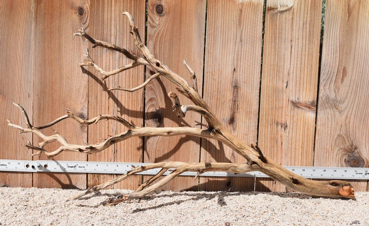 Xlg Manzanita #2158 32"x13"x18"