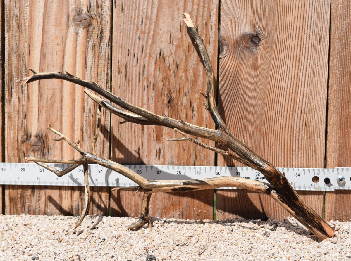 Manzanita #2213 15"x5"x11"