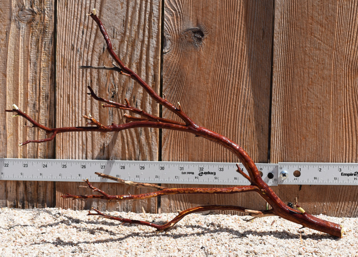 Red Manzanita #2465 16"x6"x12"