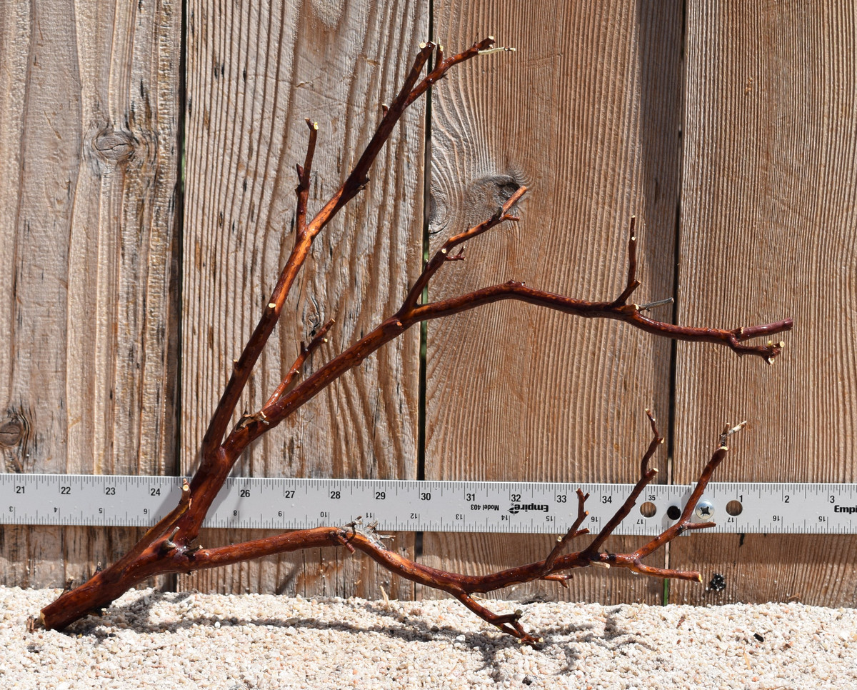 Red Manzanita #2468 16"x6"x13"