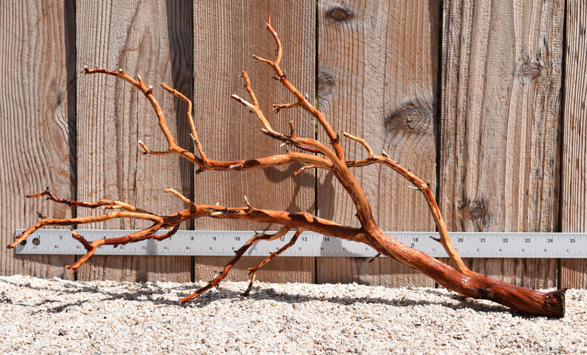 Red Manzanita #2470 23"x8"x13"