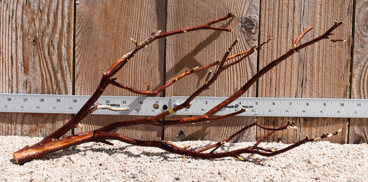 Red Manzanita #2471 19"x6"x8"