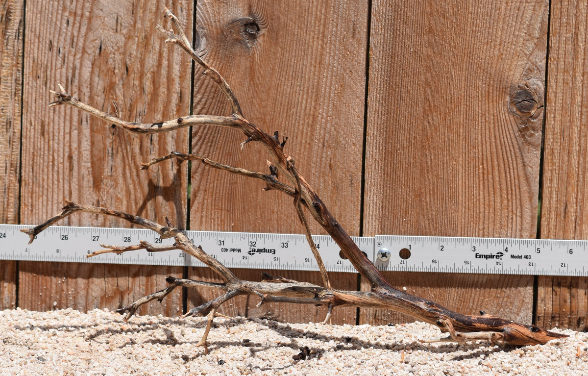 Manzanita #2779 16"x7"x10"