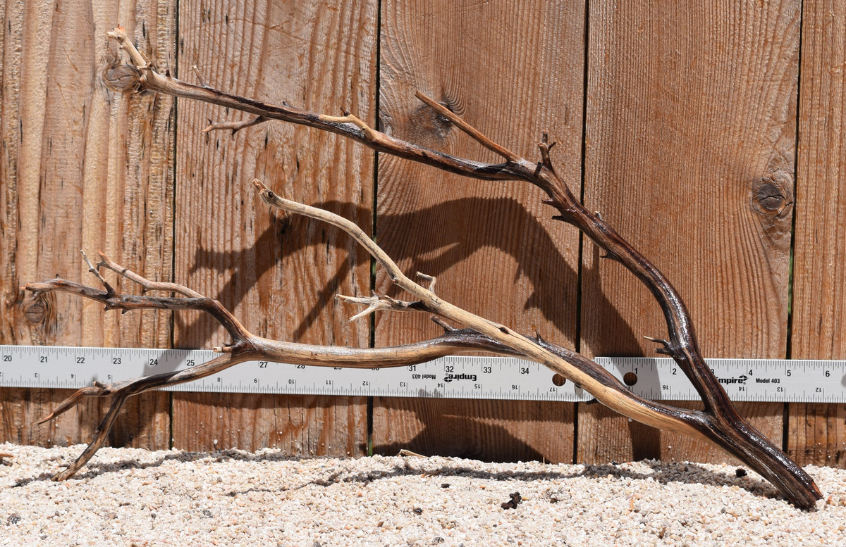 Manzanita #2785 20"x8"x12"