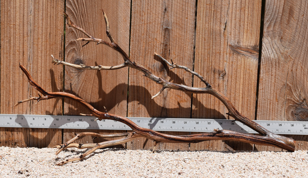 Manzanita #2786 23"x6"x12"