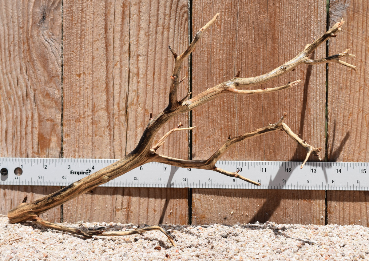 Manzanita #2787 14"x6"x9"