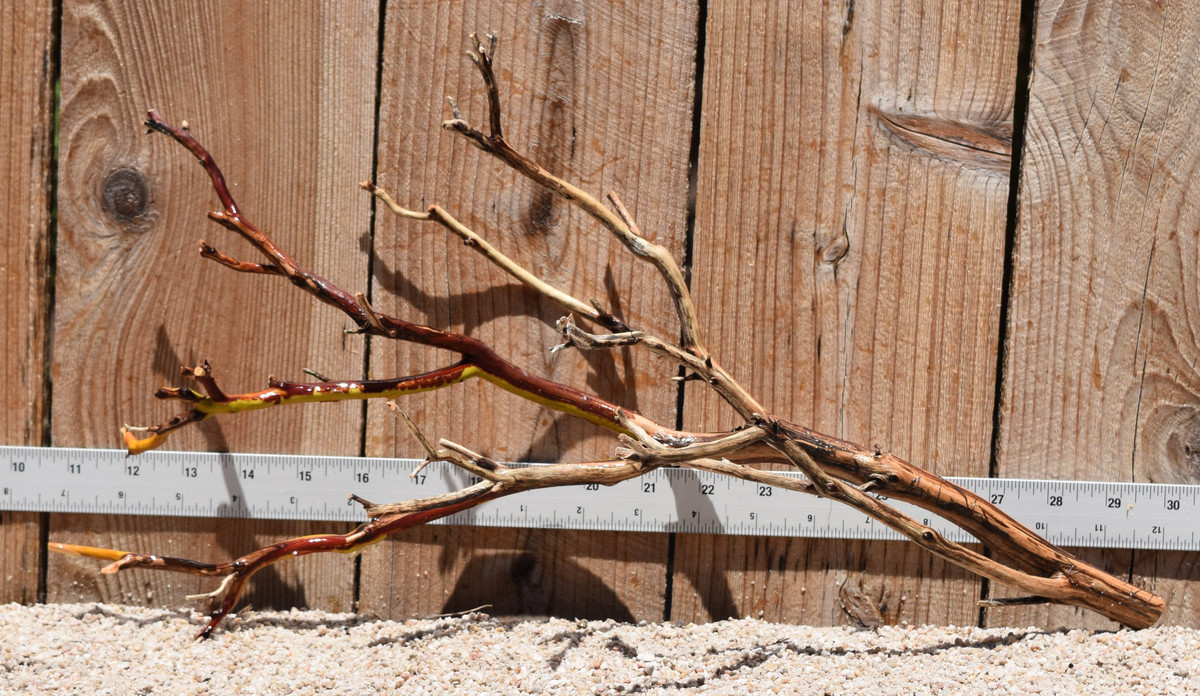 Manzanita #2792 19"x8"x10"