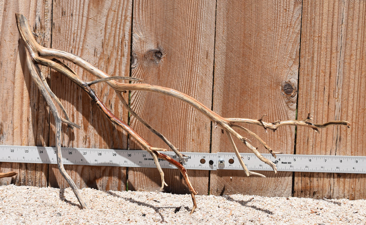 Manzanita #2794 22"x8"x12"