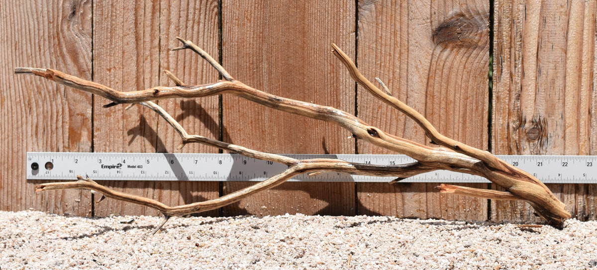 Manzanita #2796 22"x6"x8"