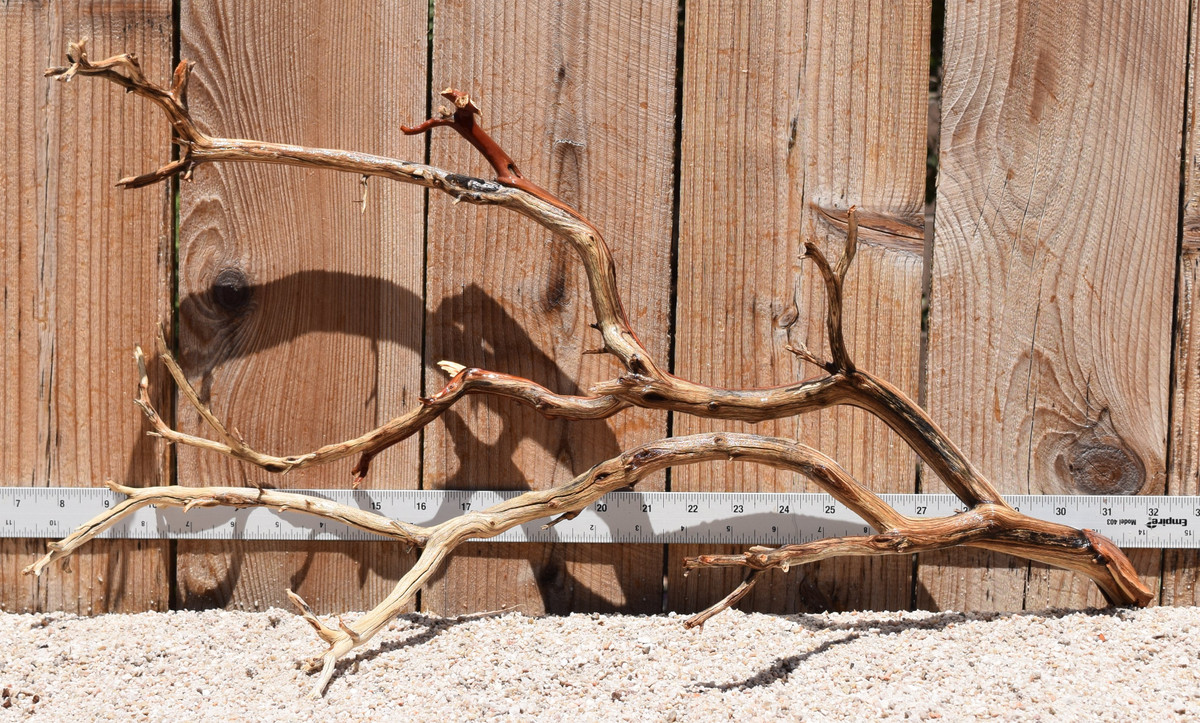 Manzanita #2798 24"x8"x13"