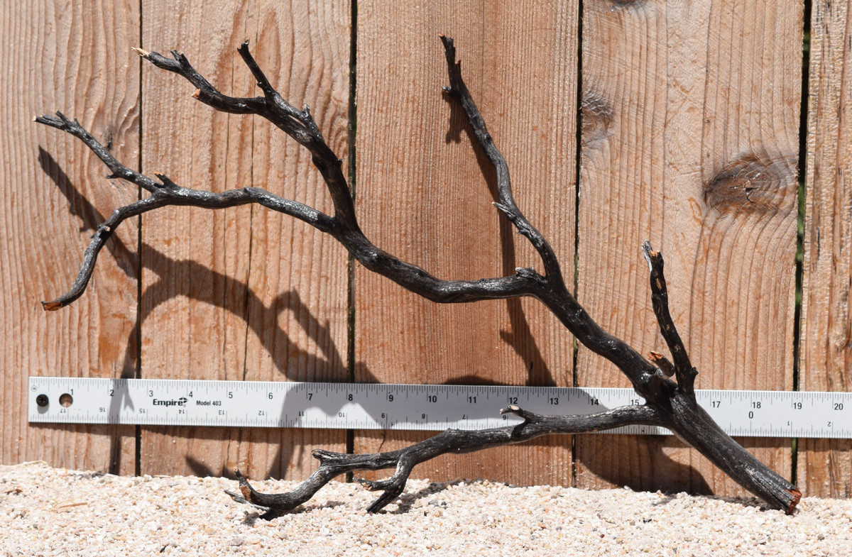 Uncleaned Manzanita 3031 19"x7"x12"