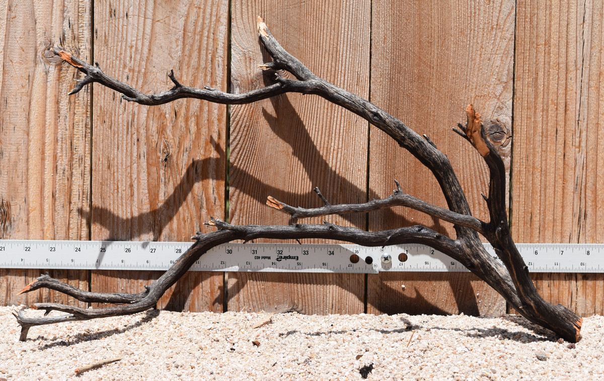 Uncleaned Manzanita 3032 21"x8"x12"