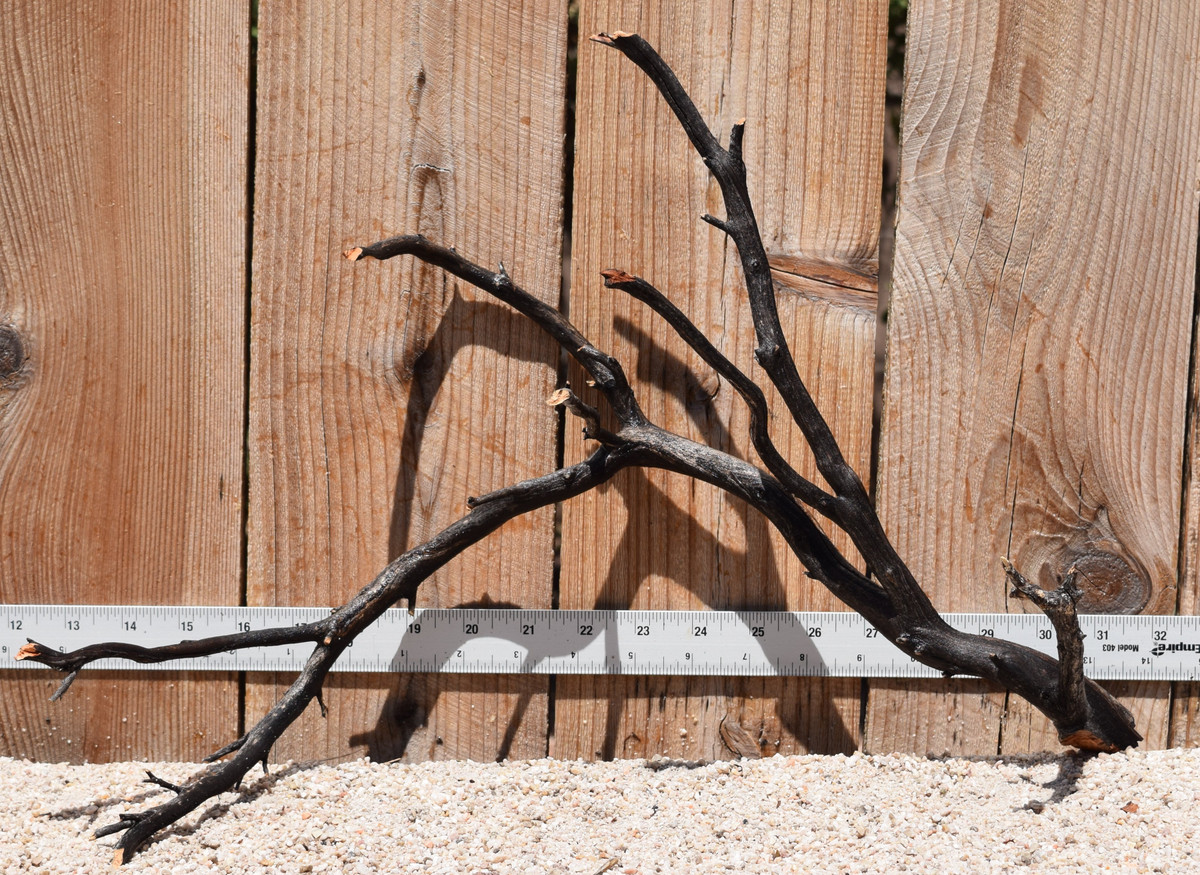 Uncleaned Manzanita 3036 18"x7"x13"
