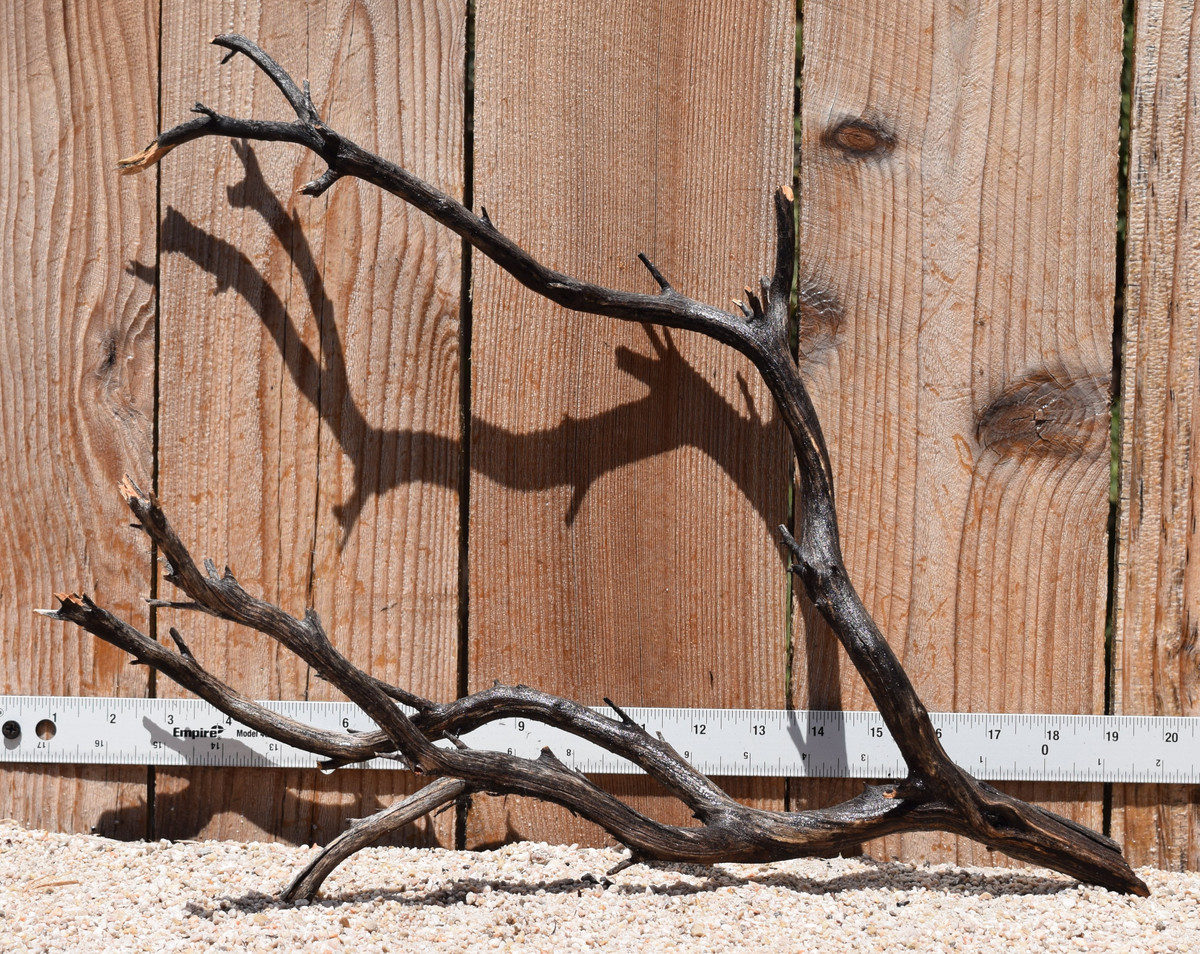 Uncleaned Manzanita 3037 18"x9"x14"