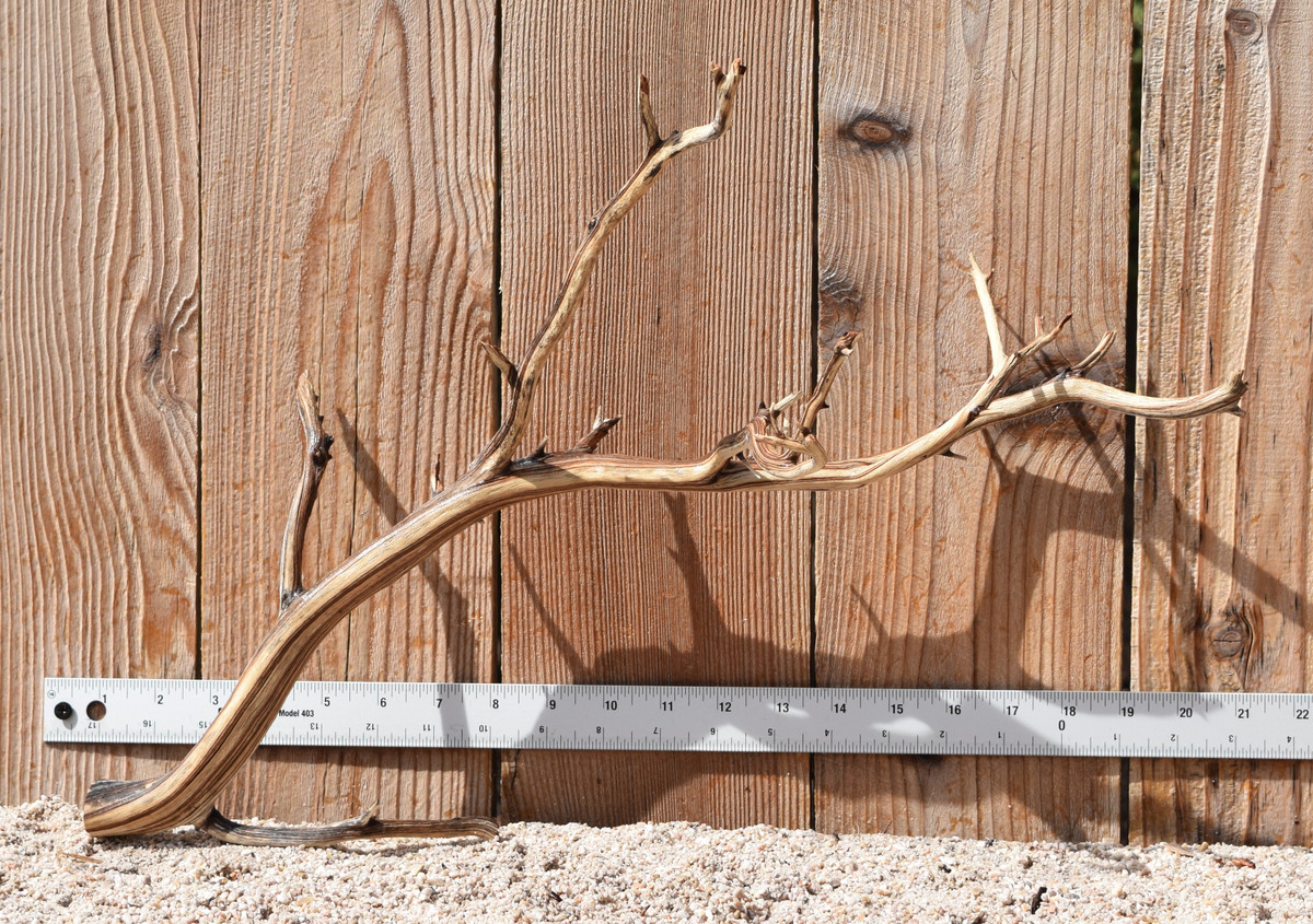 Manzanita #3159 20"x8"x14"