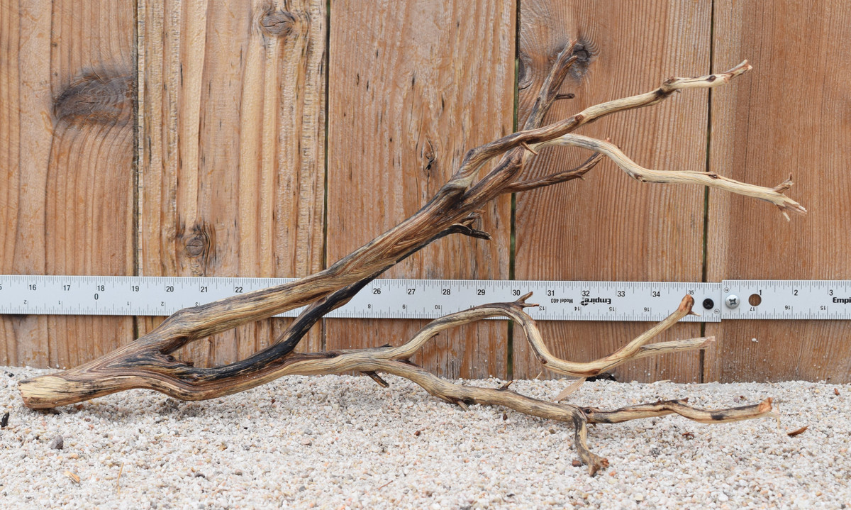 Manzanita #3194 21"x9"x11"