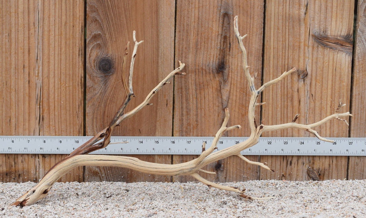 Manzanita #3195 20"x8"x11"