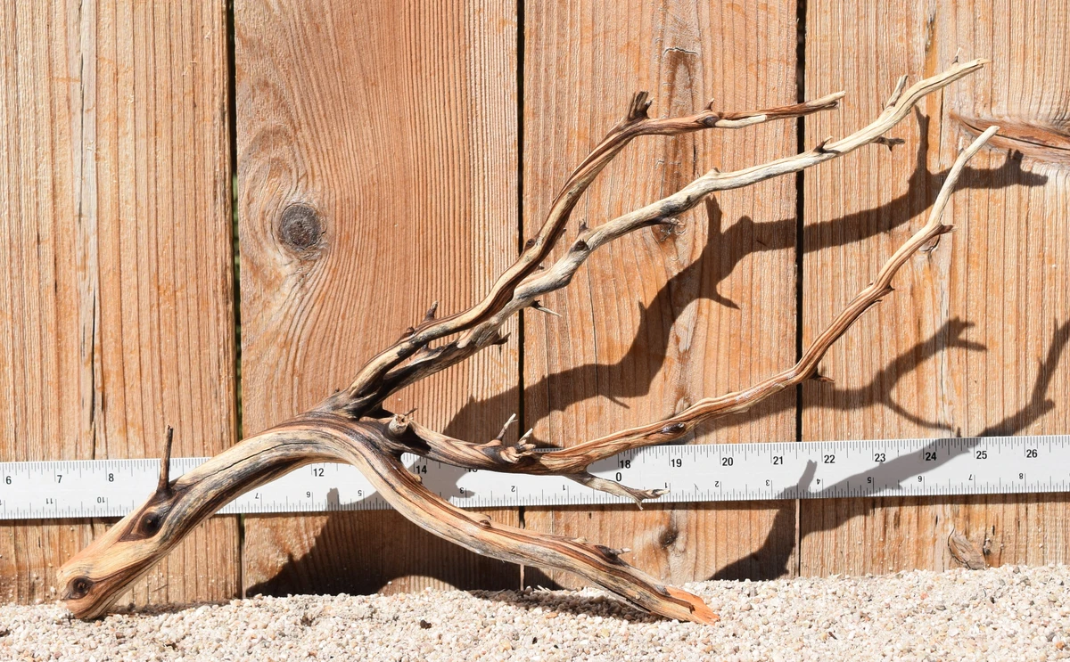 Manzanita #3623 19"x6"x9"