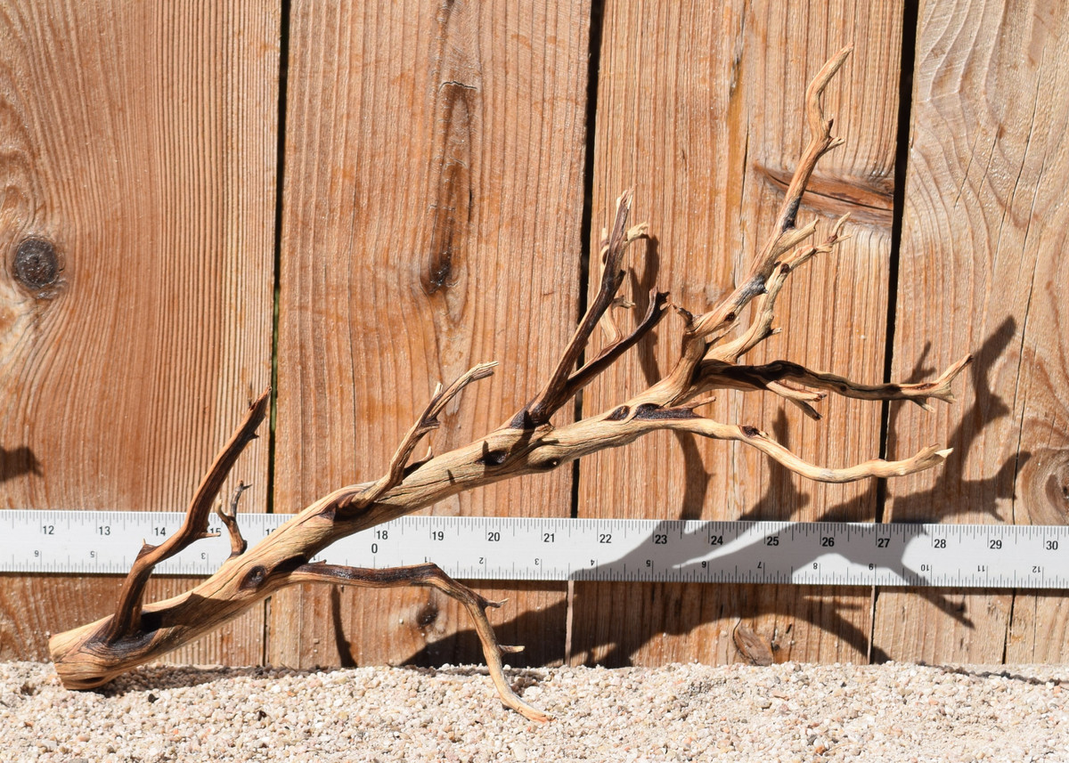 Manzanita #3635 17"x7"x11"
