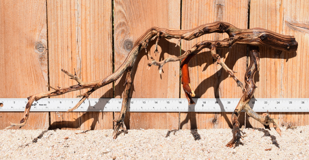 Manzanita #3785 22"x10"x9"