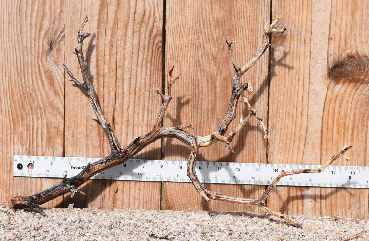 Manzanita #3995 18"x7"x11"