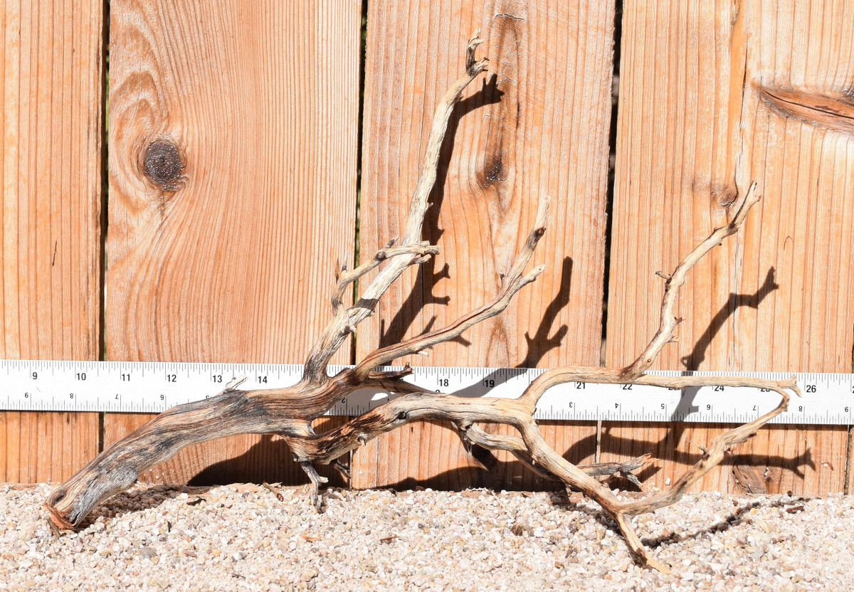 Manzanita #4097 16"x7"x10"
